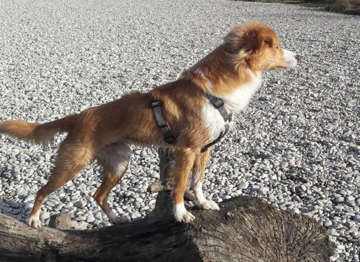 Hundeausführservice